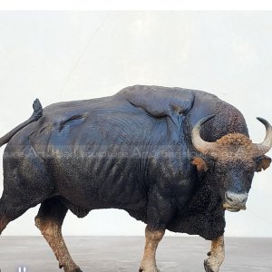estatua de bisonte europeo