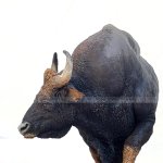 Statue de bison d'Europe