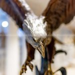 große Adler-Hofstatue - Image 5
