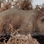Décoration de jardin à l'ours noir