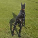 Bronzeskulptur eines Boxers