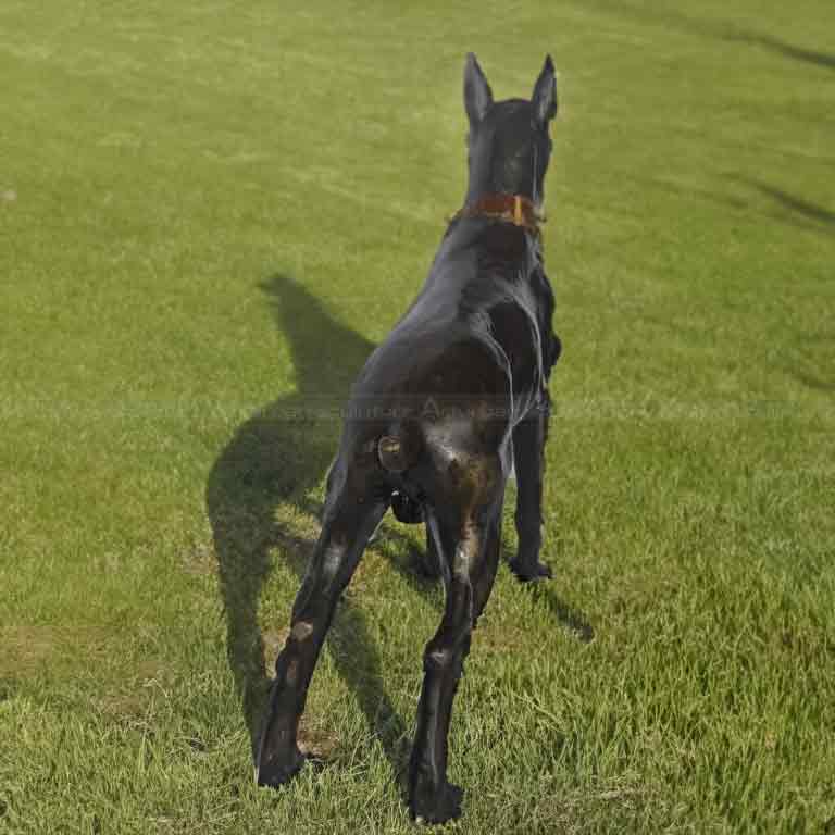 Bronzeskulptur eines Boxers