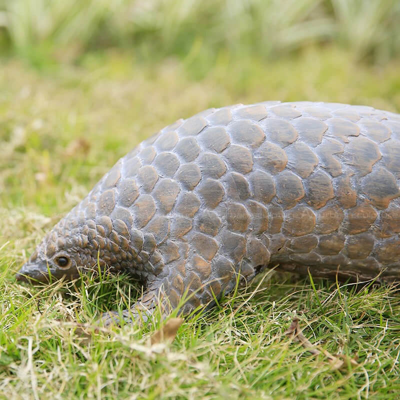 close-up view of Pangolin Statue