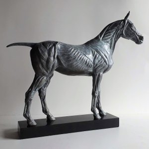 Bronze Horse Anatomy Sculpture showing skeletal shape and muscular detail,