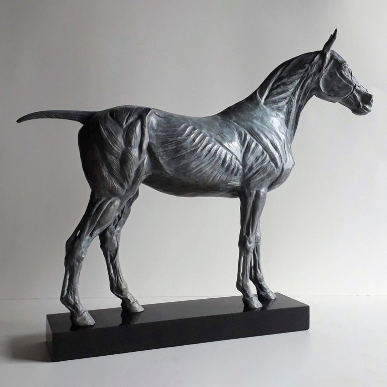 Bronze Horse Anatomy Sculpture showing skeletal shape and muscular detail,
