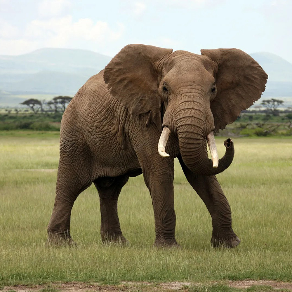 1 African-elephant-Kenya