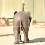 3 Rear view of walking bronze African elephant