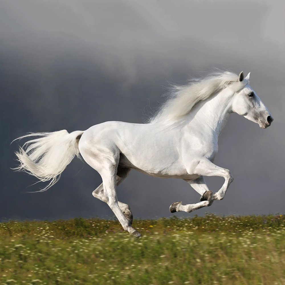 White-horse-galloping-in-a-field