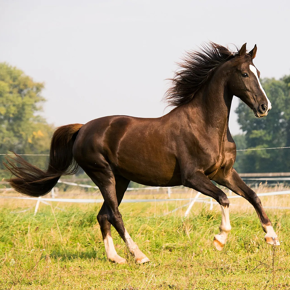 galloping horse