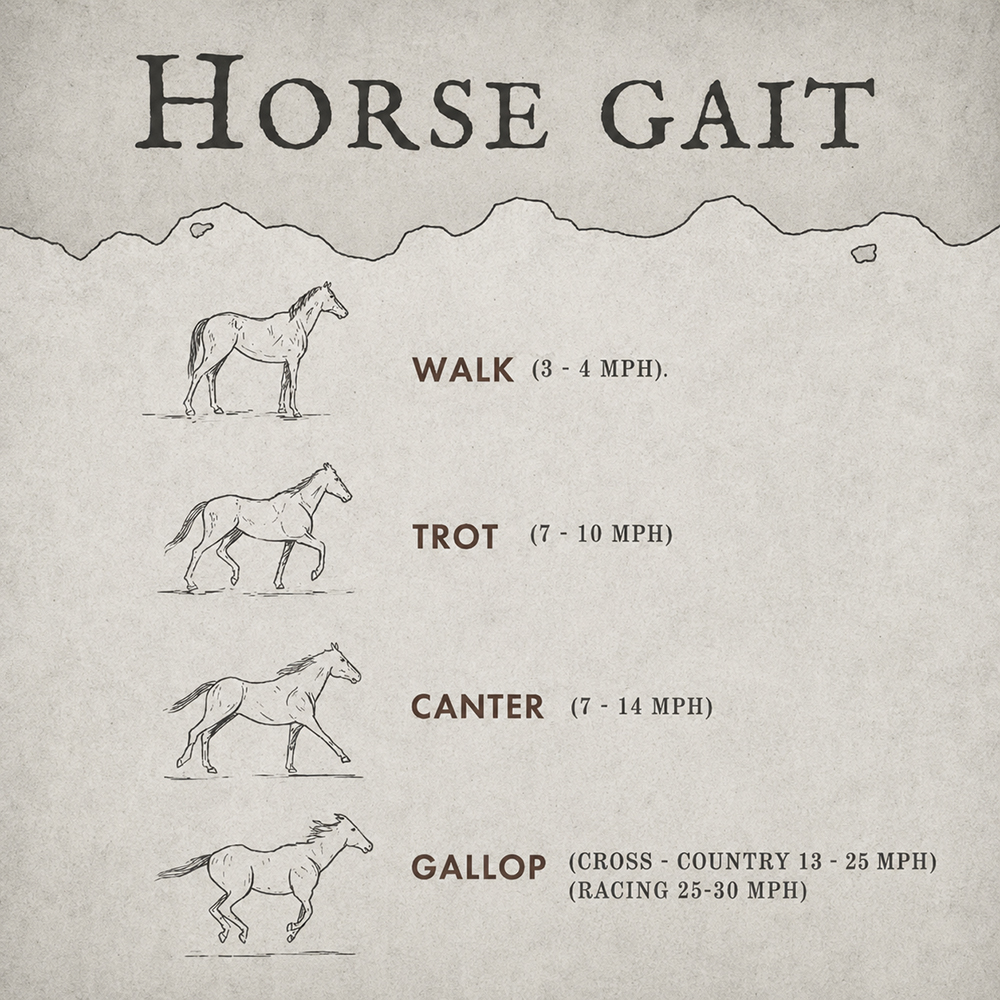 horse gait