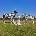 Fiberglass Large Zebra Statue family on grass