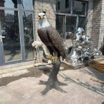 Life Size Bald Eagle Statue fiberglass