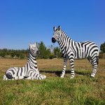 Resting fiberglass Large Zebra Statue beside adult
