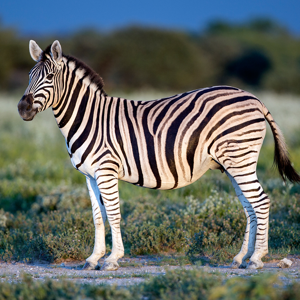 1-Equus_quagga 2