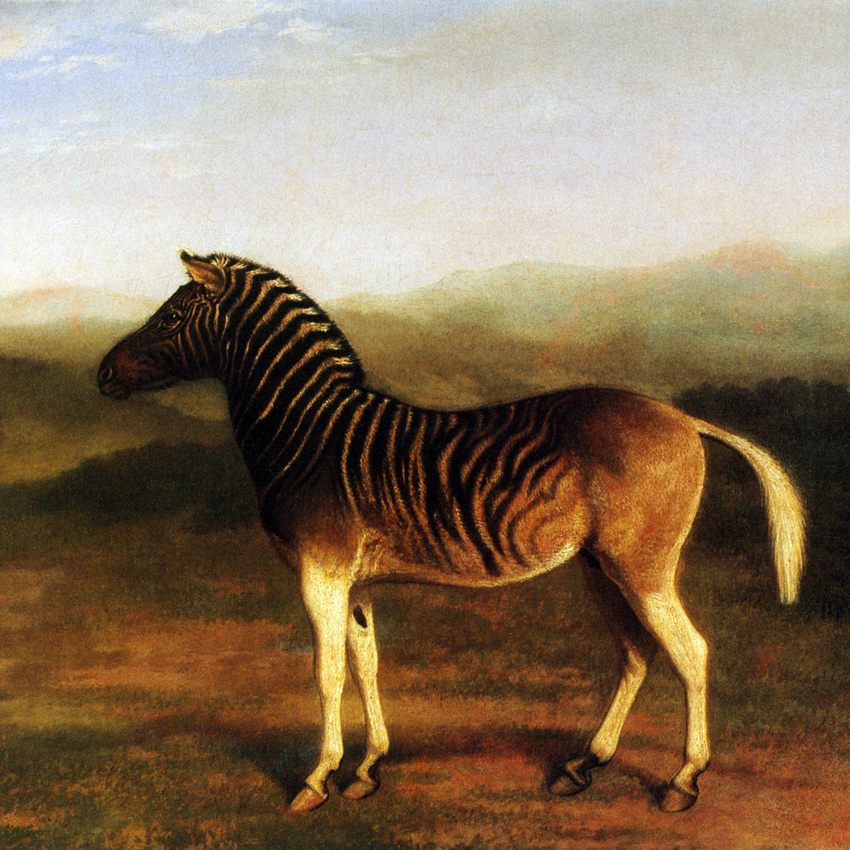 2-Agasse_Quagga