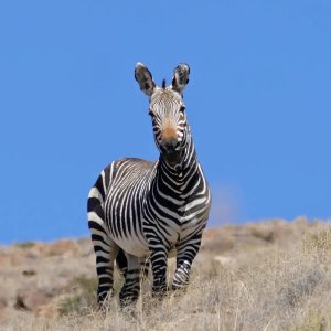 2-Equus-zebra