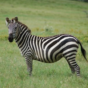 2-Equus_quagga